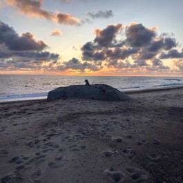 ross alexander payne_